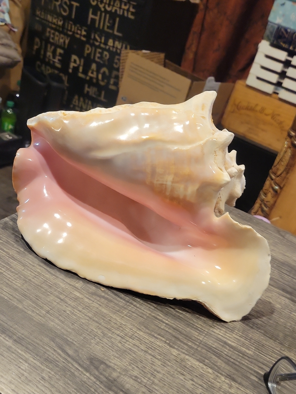 Queen Conch Extra Large 11 Inches Long